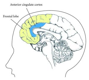 anxious brain anterior cingulate cortex 