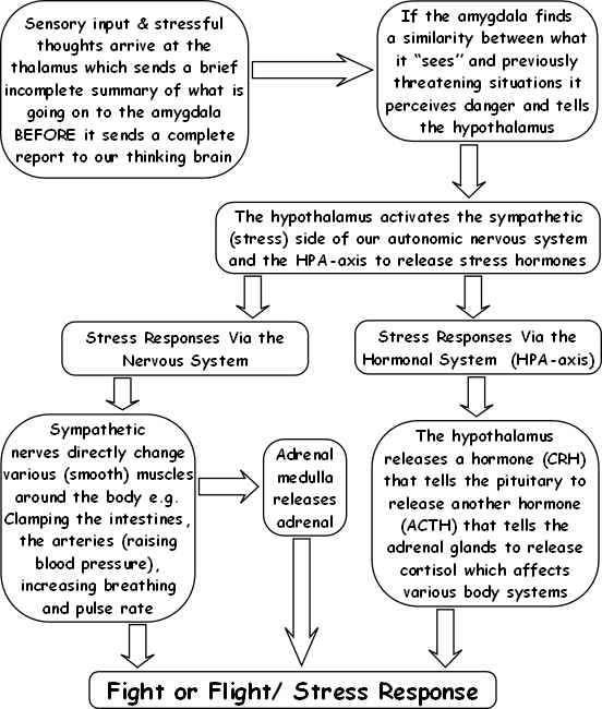HPA axis hormonal stress cortisol