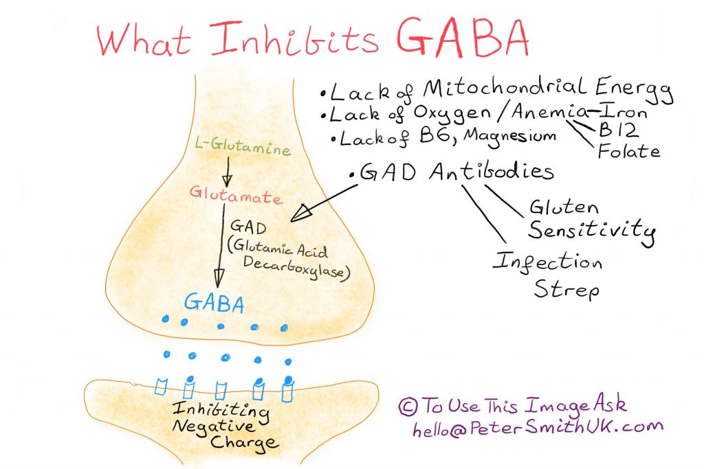 what inhibits GABA 