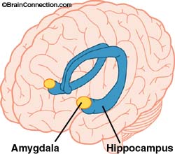 How to Treat Amygdala Based Anxiety